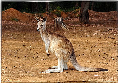 Australian kangaroo