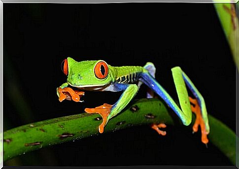 Poisonous tree frog