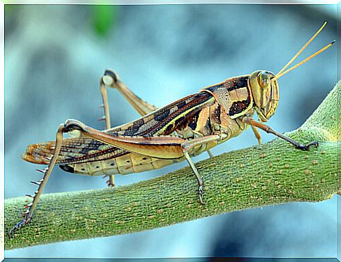 Grasshoppers: feeding