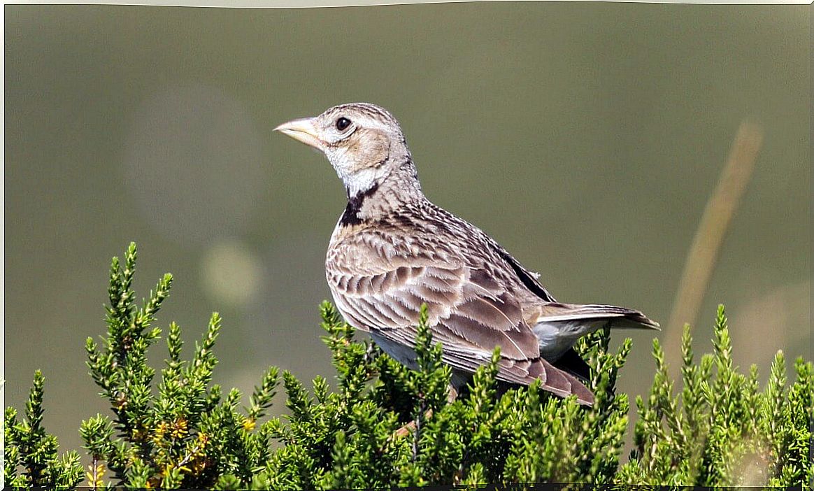 Calender birds are animals that only eat fruits.