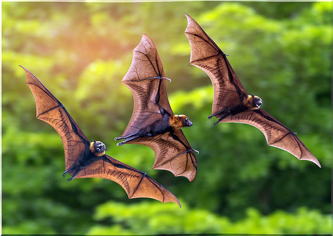 Flying foxes are animals that only eat fruits.