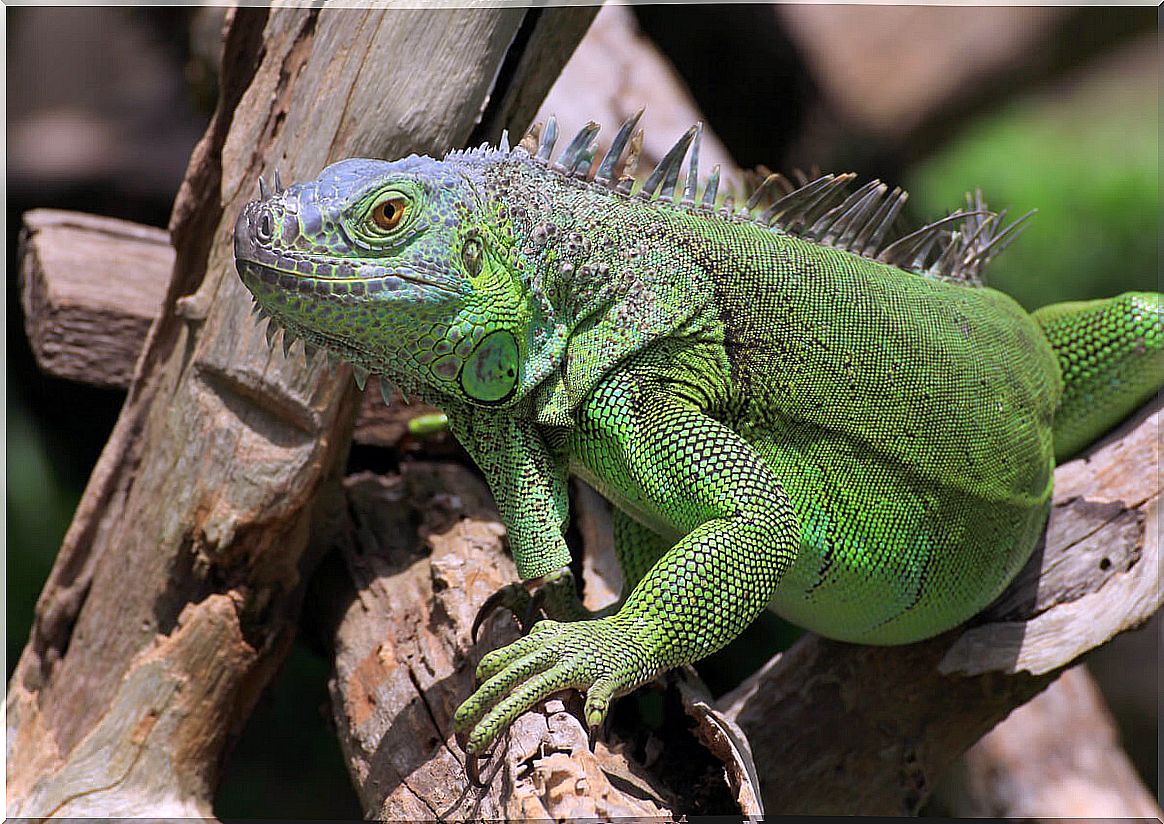 An iguana on a branch.