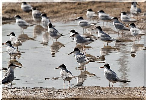 Terns: feeding