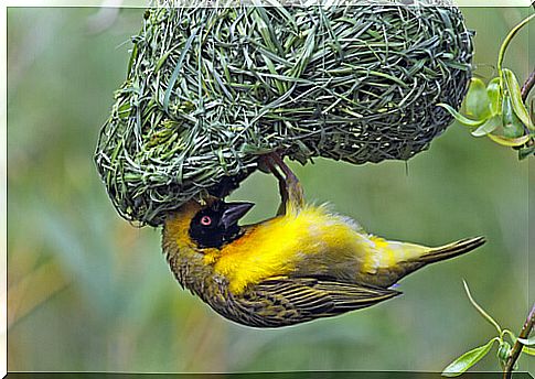 Common weaver