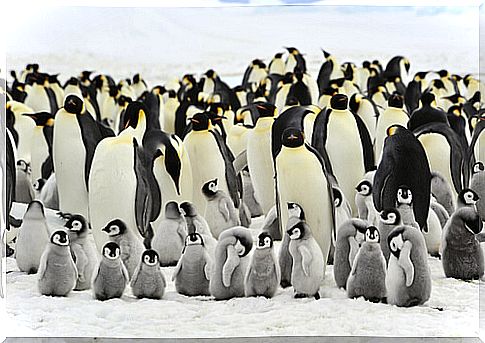 Animals that live in groups: penguins