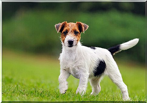 5 breeds of terrier dogs