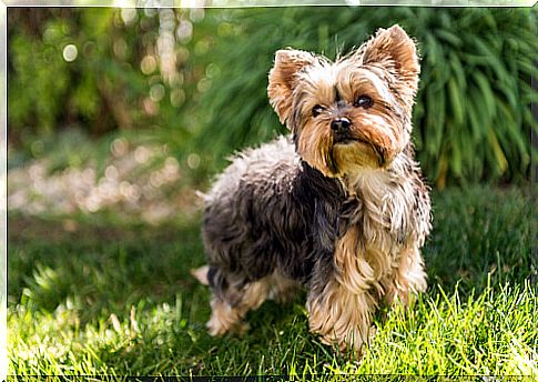 Yorkshire terrier