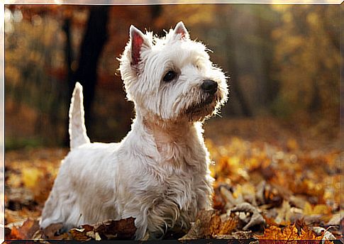 West highland white terrier