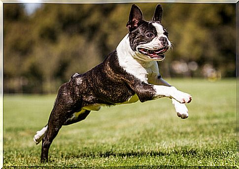 Boston terrier