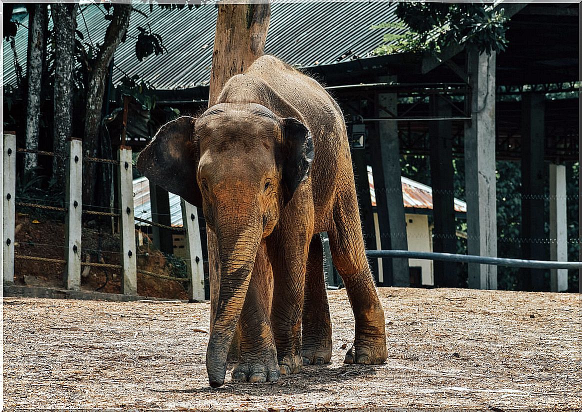 The elephant is one of the digitigrade animals.