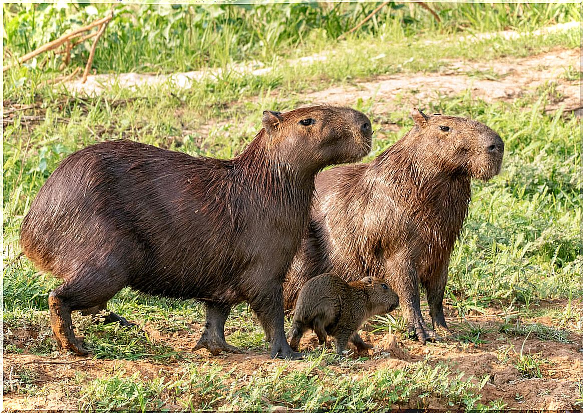 Two capybaras come out of the water.