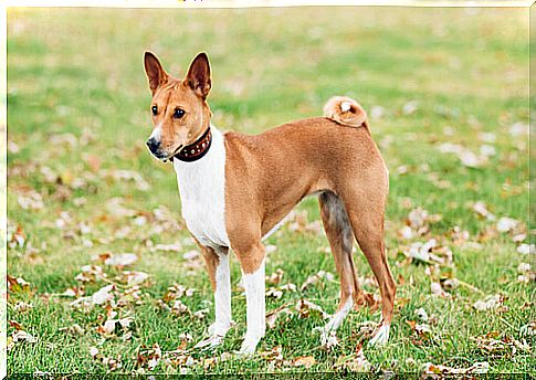 Dogs that do not cause allergies: basenji