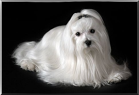 Dogs that do not cause allergies: Maltese Bichon