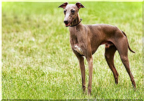 Dogs that do not cause allergies: Italian greyhound