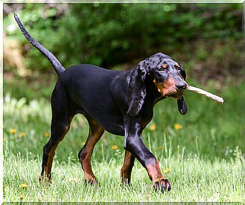 Endangered dogs: black and tan coonhound