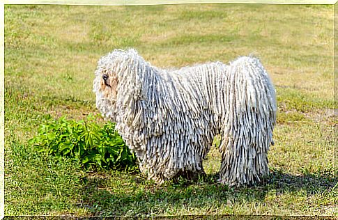 Endangered dogs: puli