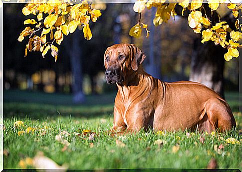 Endangered Dogs: Rhodesian Crested