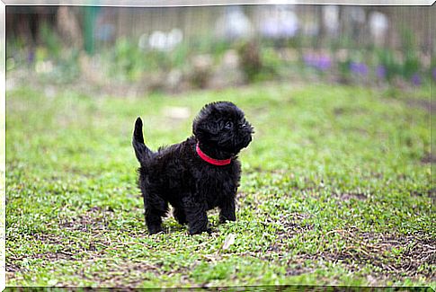 Endangered dogs: affenpinscher