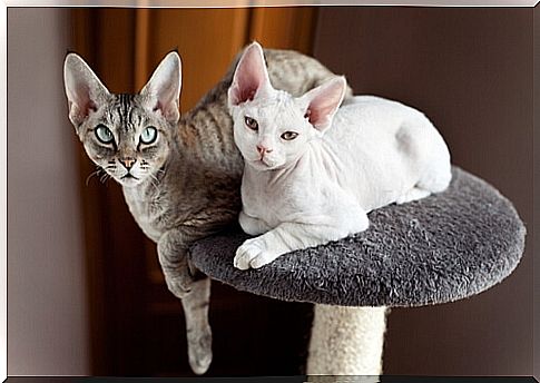 Pets do not produce allergies: Devon rex