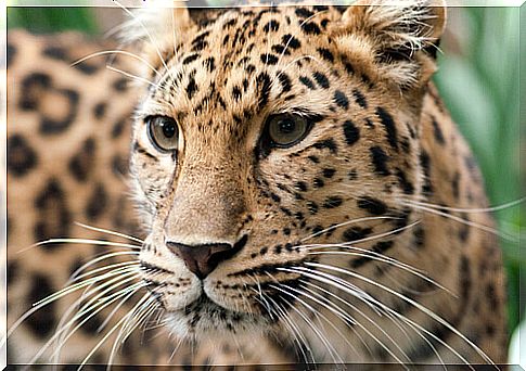 Endangered Amur Leopard