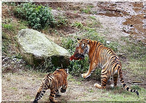 Species on the brink of extinction: South China tiger