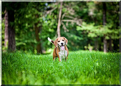 5 very simple things that make your dog very happy