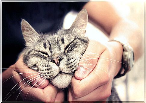 Affectionate owner with his cat