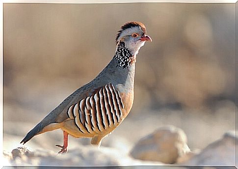 6 species of partridges