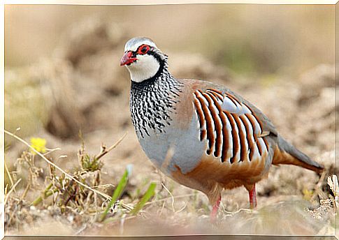 Cuchichi: partridge song