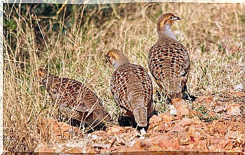 Gray partridge