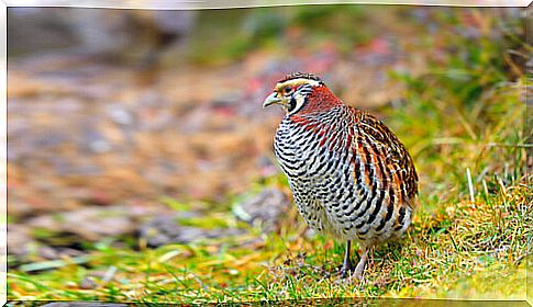 Tibetan partridge