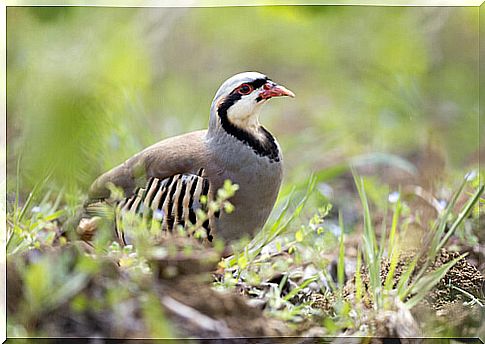 Greek partridge: characteristics