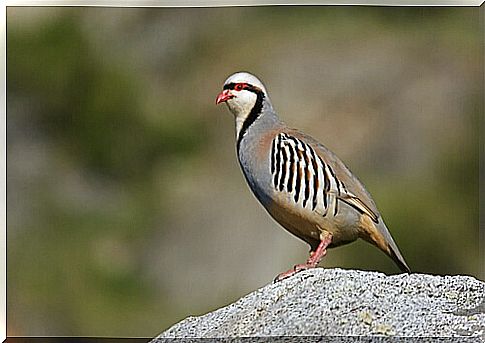 Chukar partridge