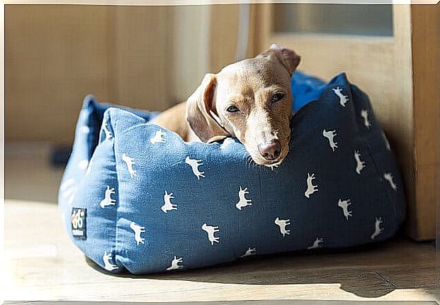 6 suitable places to put your dog's bed