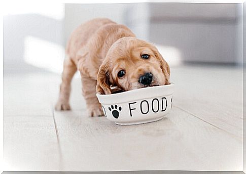 6 tips for feeding a puppy