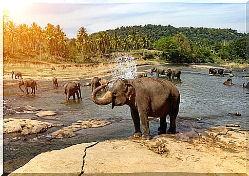 Elephant bathing in the river