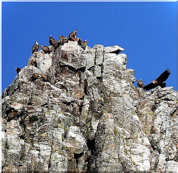 Monfragüe national park