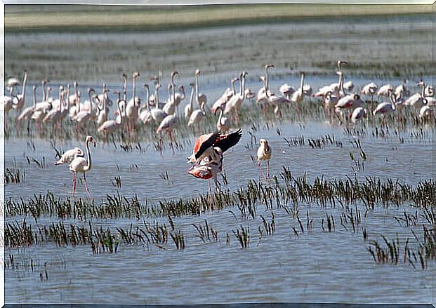 Natural parks of Spain: Doñana