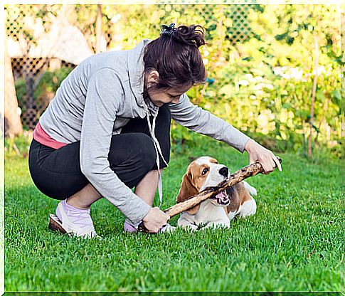 dog playing