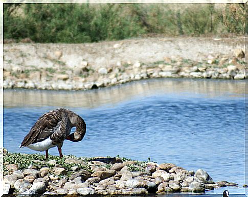 8 tips for observing wildlife