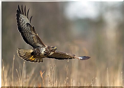 Common buzzard: characteristics