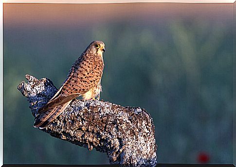 Kestrel: habitat