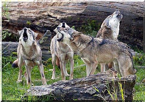 Pack of wolves