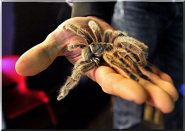 Coger tarántula con la mano