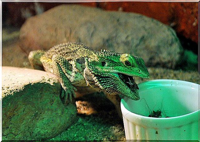 Salamandra comiendo