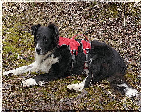 A dog who lost three legs receives a prosthesis