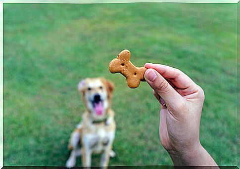 Dog biscuit