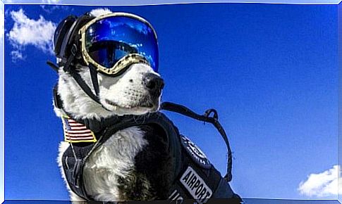 A puppy succeeds as an air traffic controller in the United States