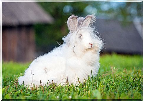 Mistreat angora rabbits for their wool