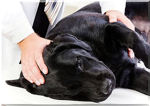 Addison's disease in dogs: symptoms and treatment